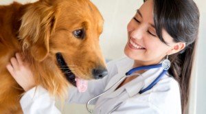 Tempo seco requer cuidados com o pet