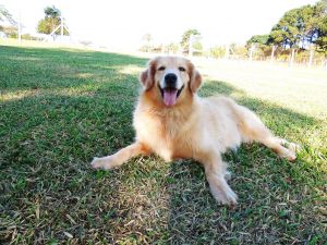 Viagens também exigem cuidados com pets