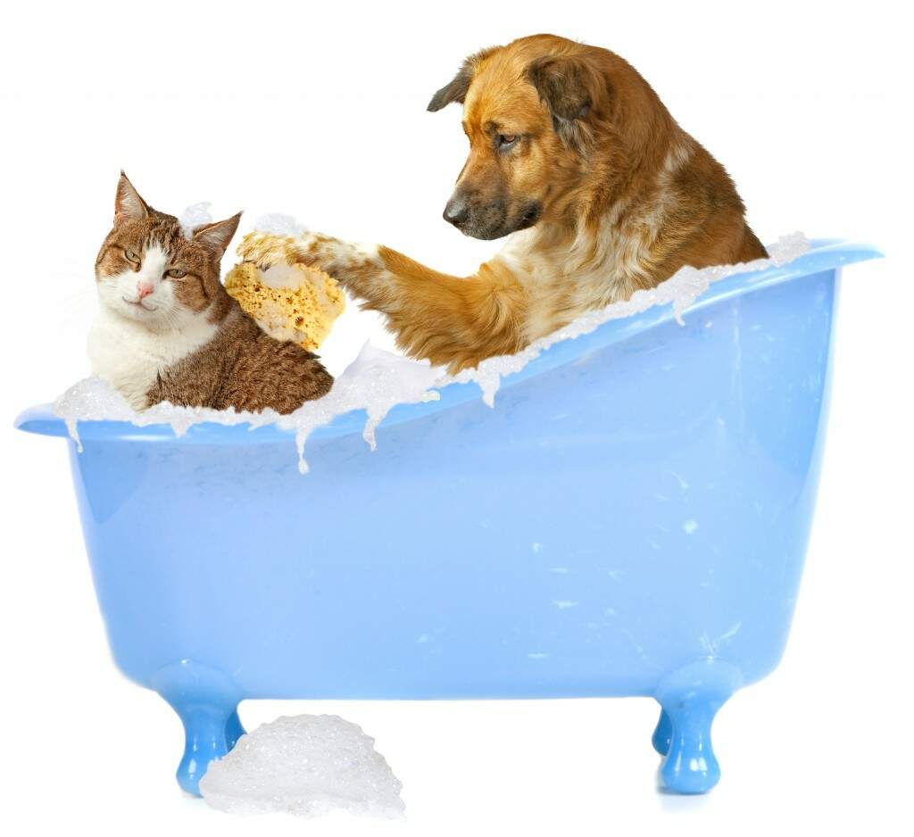 cao_gato_banho