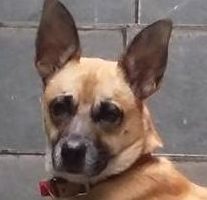 Fogos de artifícios: veja como proteger o seu cão