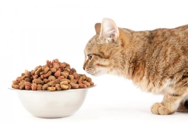 Por que os gatos deixam a ração na beira do pote?