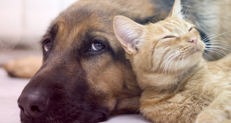 Animais são ótimos aliados para uma melhor qualidade de vida