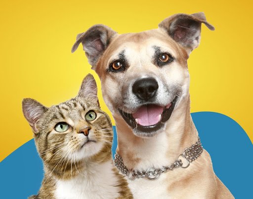Campanha de vermifugação para cães e gatos – Hospital Veterinário da Universidade Anhembi Morumbi