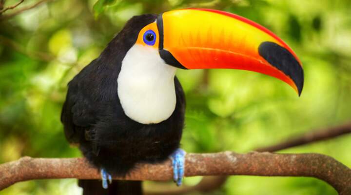 Proteção Animal Mundial cobra ação do G-20 para evitar novas pandemias