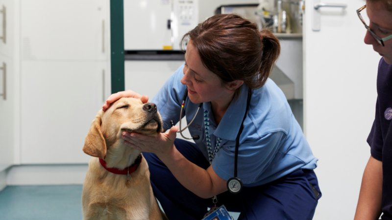 ALERGIA ALIMENTAR EM PETS: SAIBA O QUE PROVOCA E COMO TRATAR