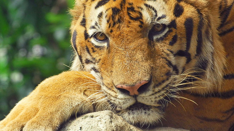 Resultado Jogo do Bicho 06/10/2022